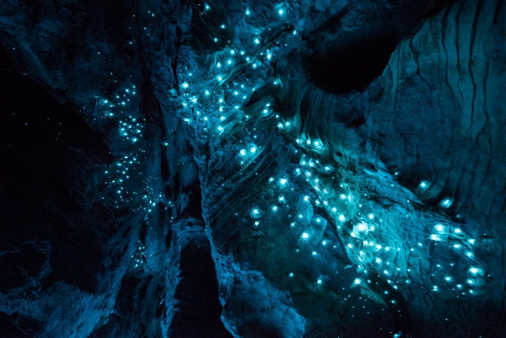 glowing-worms-new-zealand-10